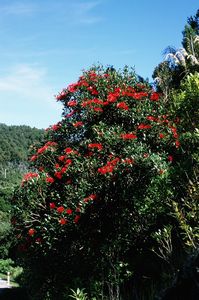 Southern Rata